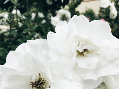 白花绿叶